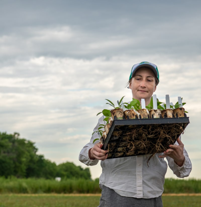 Kathryn Turner carries a tray of silphium plants to a field for transplanting.