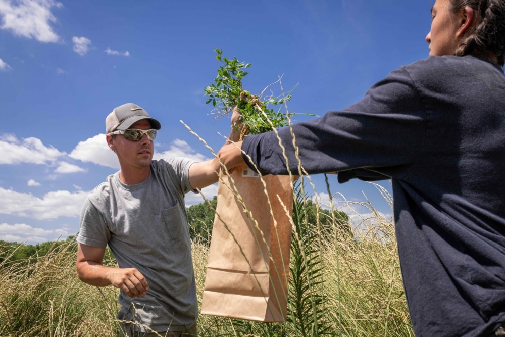 Spencer Barriball bags a hand-harvested alfalfa plant from a research plot where alfalfa and Kernza are growing side by side.