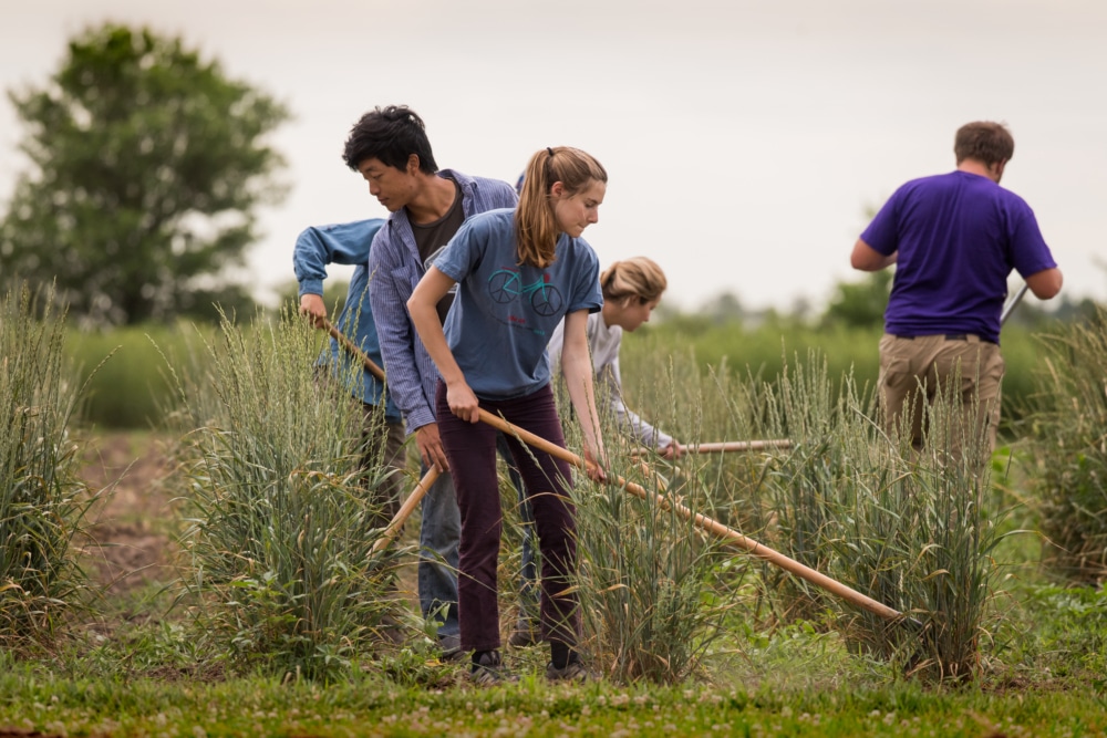Summer interns wield hoes to address weeds in a perennial wheat plot at The Land Institute.