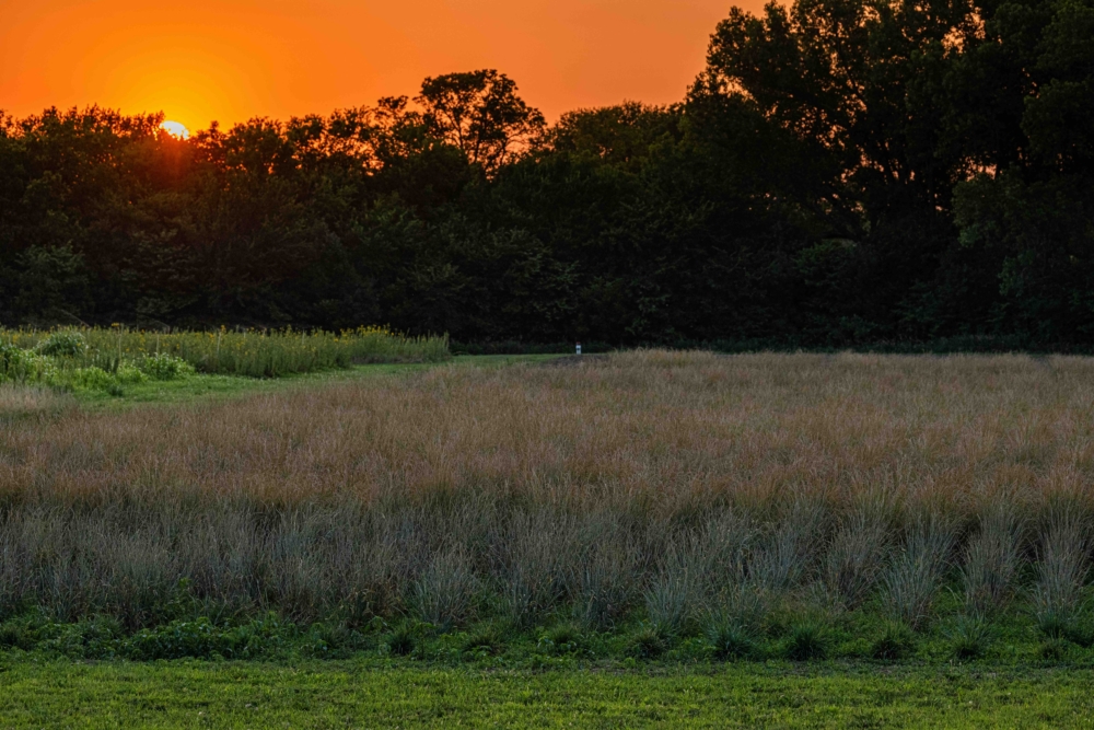 The sun sets behind the trees that mark the Smoky Hill River, which flanks Land Institute research fields southeast of Salina.