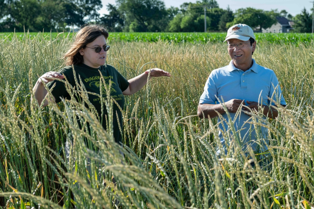 Ebony Murrell and Shuwen Wang examine perennial wheat under development at The Land Institute.