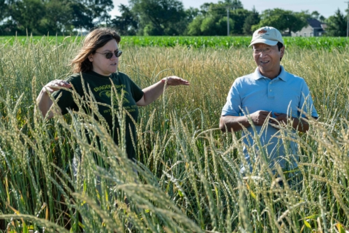 Ebony Murrell and Shuwen Wang examine perennial wheat under development at The Land Institute.