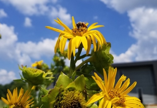 Honeybee on silphium flower