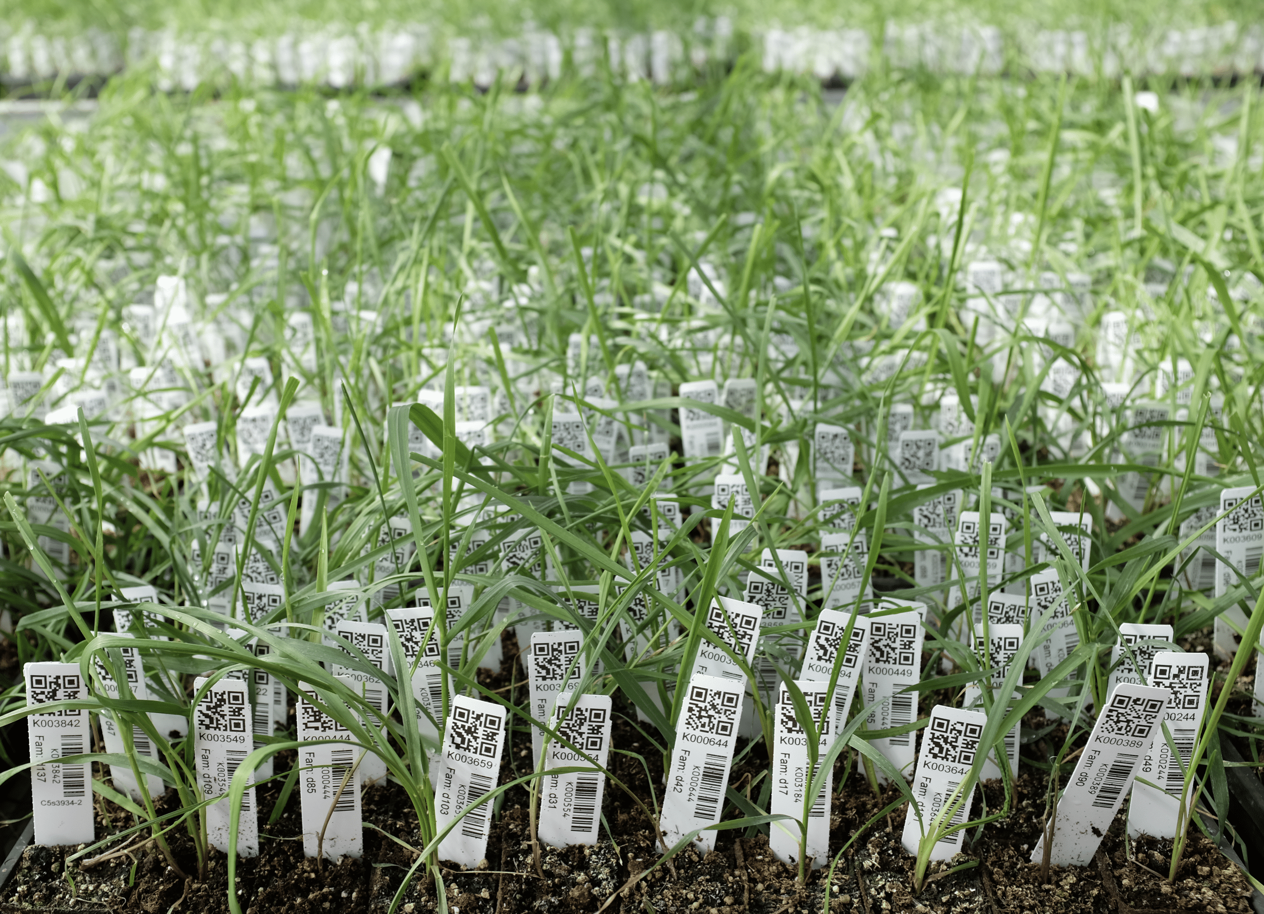 Intermediate Wheatgrass Seedlings