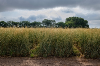 Kernza, a perennial cereal grain