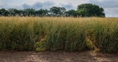 Kernza, a perennial cereal grain