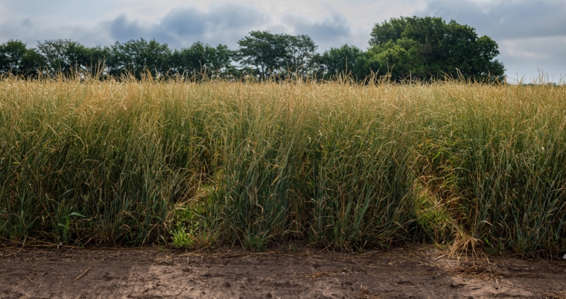 Kernza, a perennial cereal grain