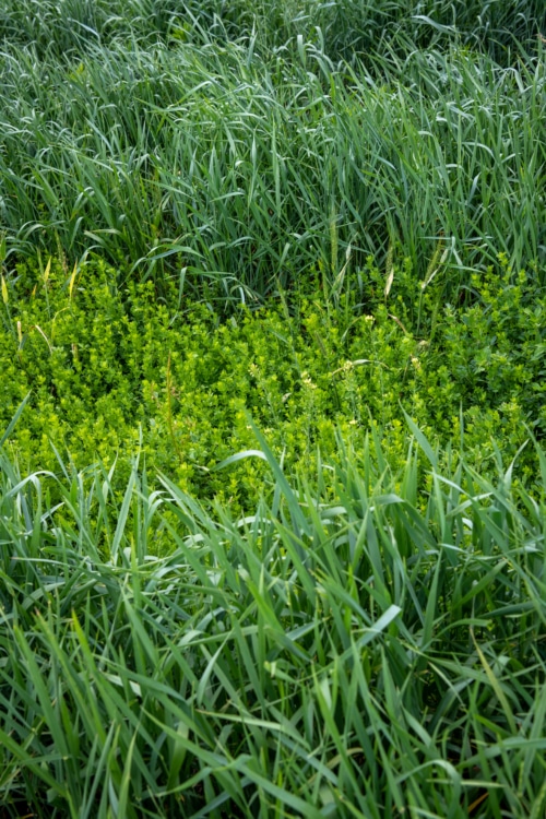 IWG and Legume Intercrop