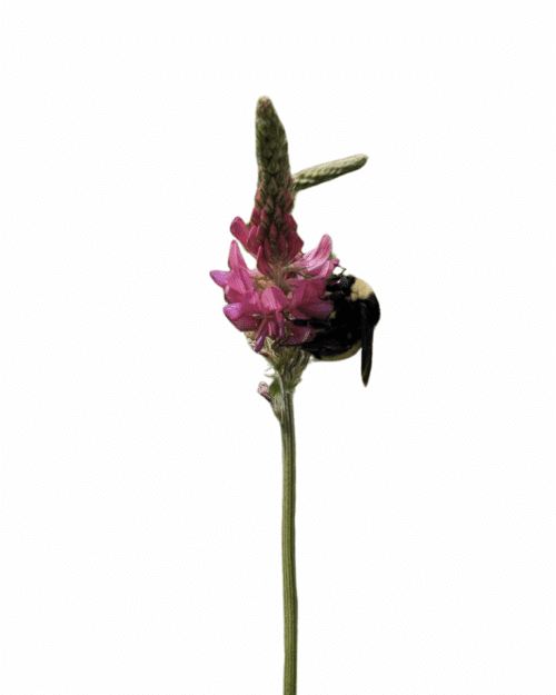 Perennial baki bean - Onobrychis viciifolia