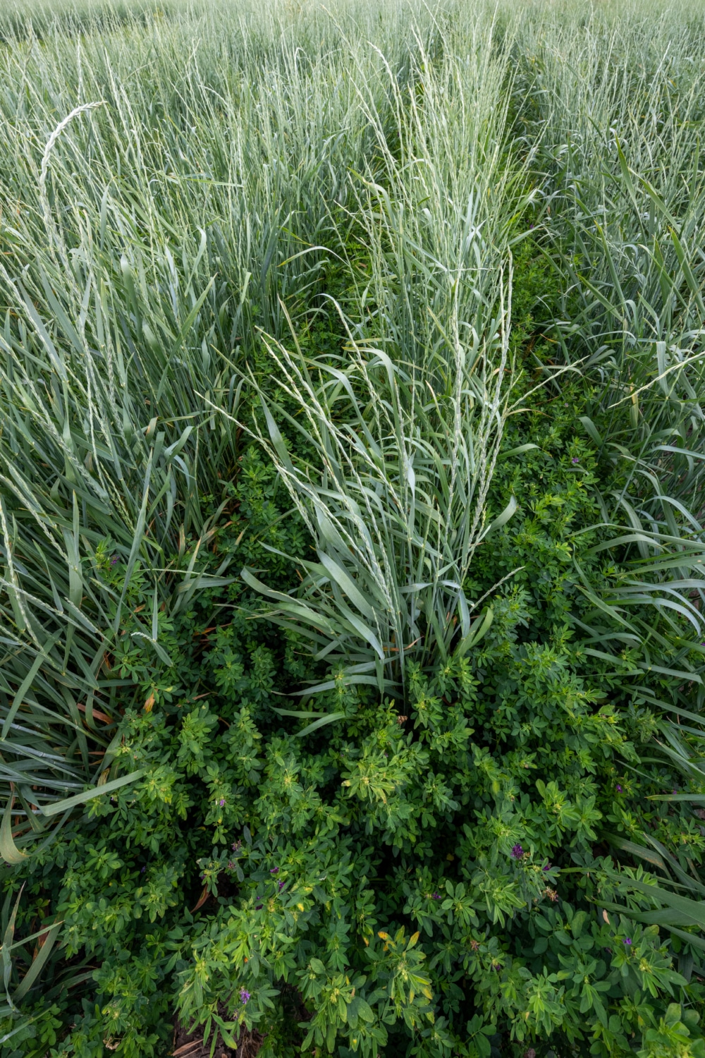 Perennial crops shape the soil microbial community and increase the soil carbon in the upper soil layer