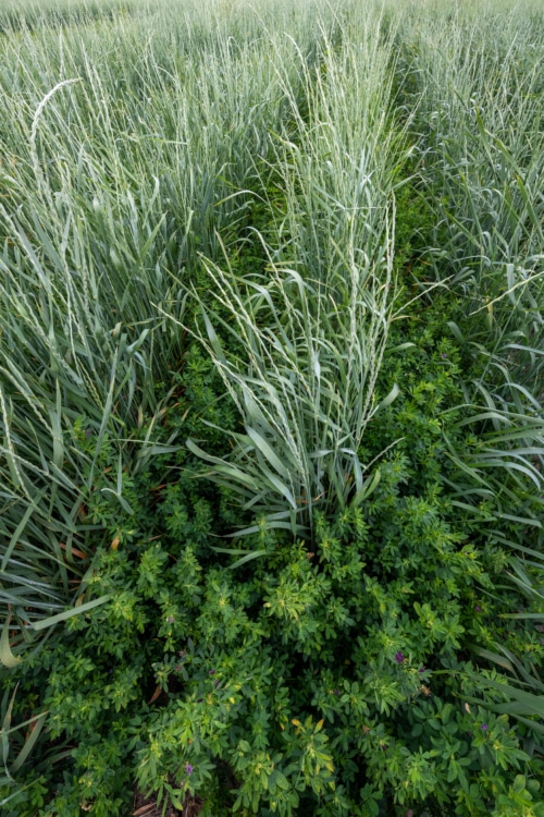Intercrop IWG and Alfalfa
