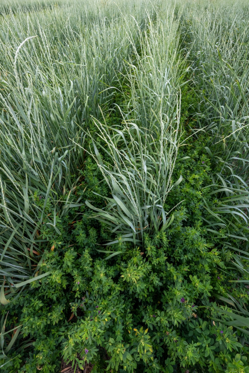 Intercrop IWG and Alfalfa