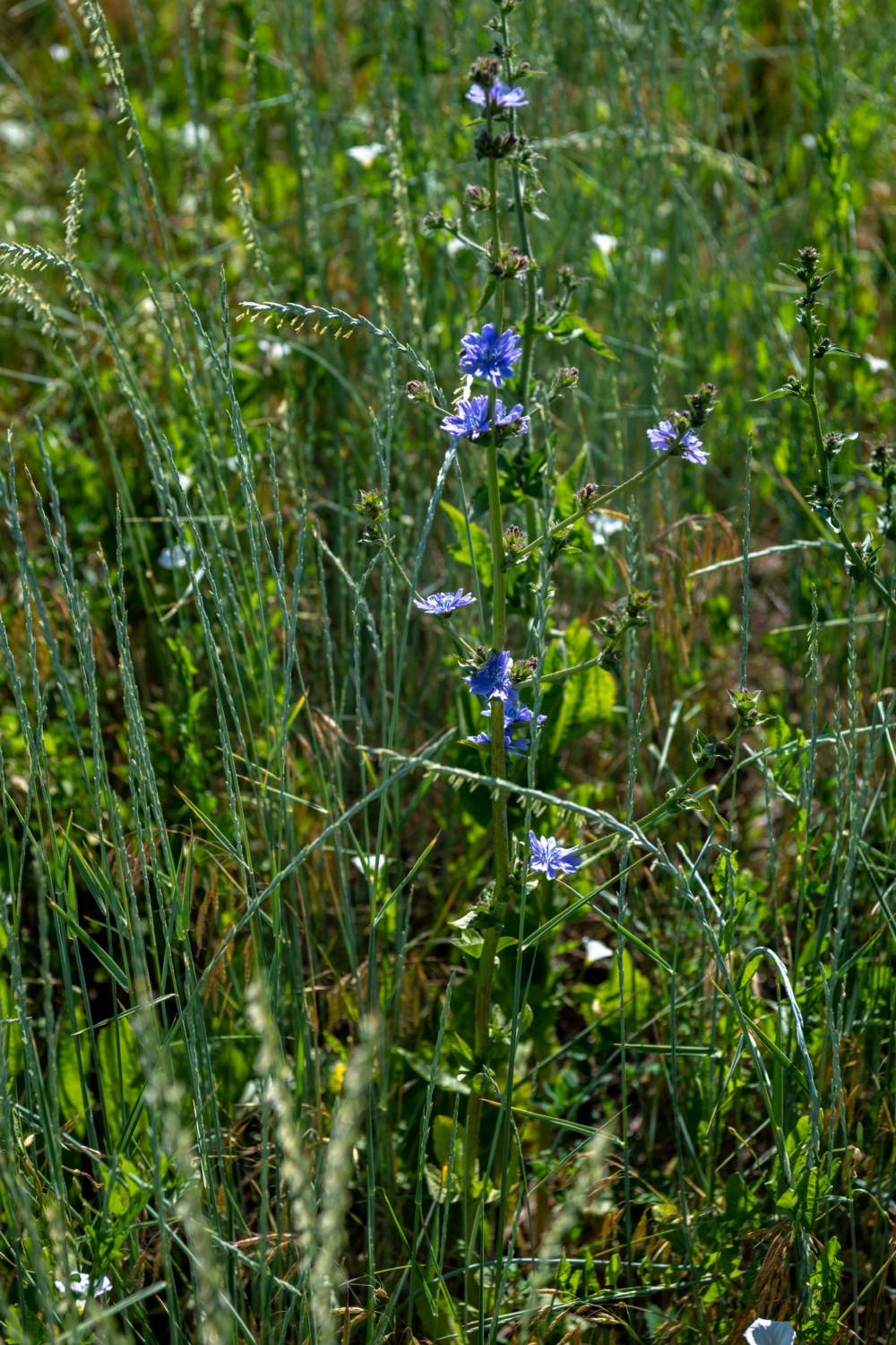 Developing high seed yielding perennial polycultures as a mimic of mid-grass prairie
