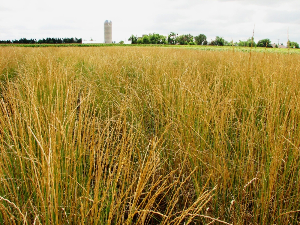 Soil total carbon and nitrogen under long-term perennial bioenergy crops receiving various nitrogen fertilization rates