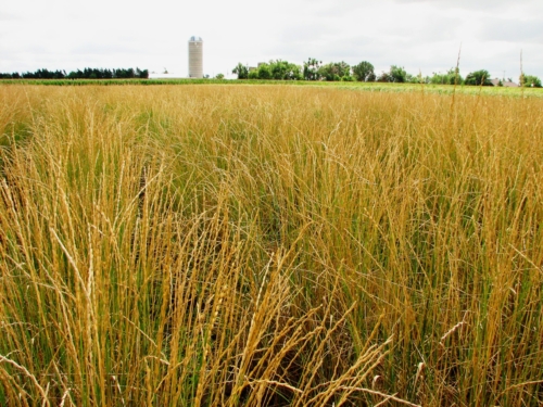 Thinopyrum intermedium, field, intermediate wheatgrass