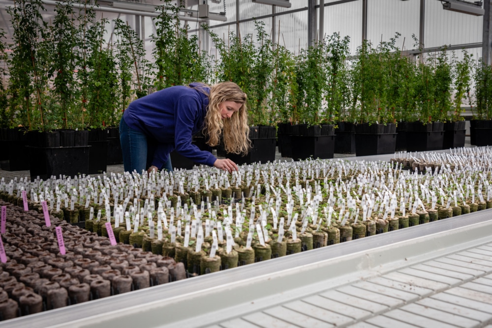 Greenhouse Manager Tiffany Durr checks trays of seedlings in the Legume Greenhouse at The Land Institute.