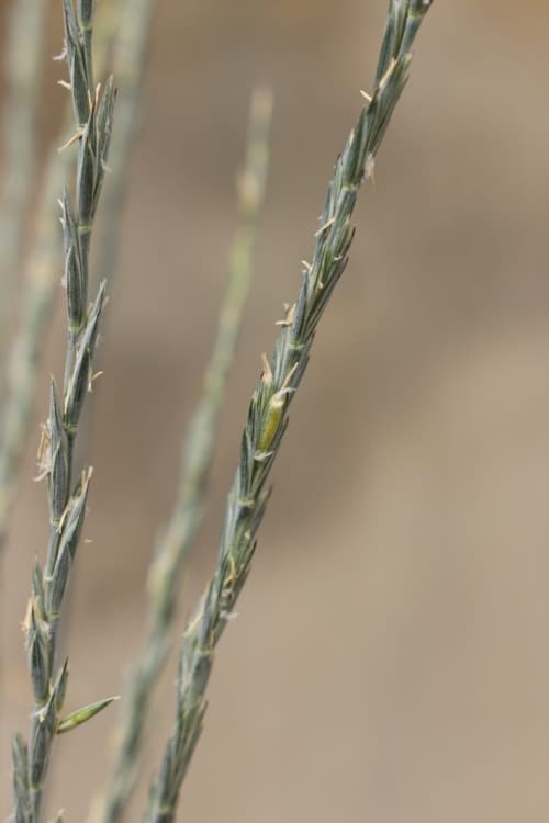 Introgression plant