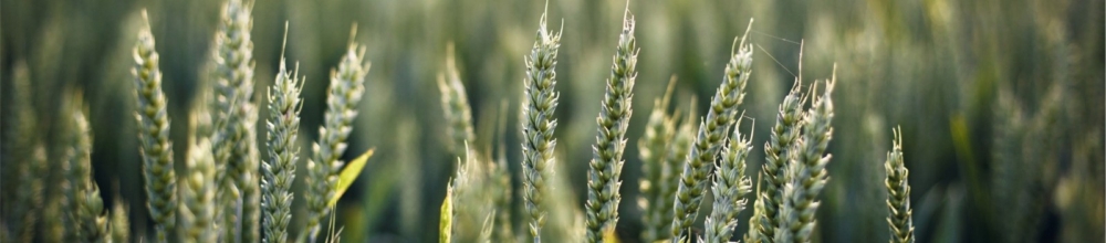 Wes Jackson to present at the Sustainable Agriculture Colloquium at Iowa State University