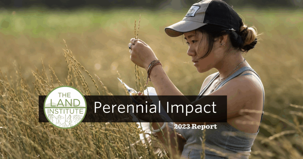 New Kernza Breeding Advancements and Perennial Grain Foods