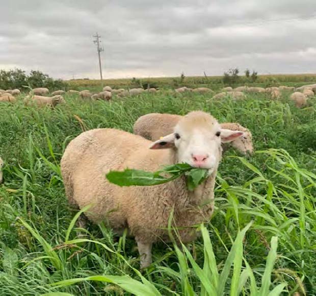 Transitions to Managed Livestock Grazing Webinar