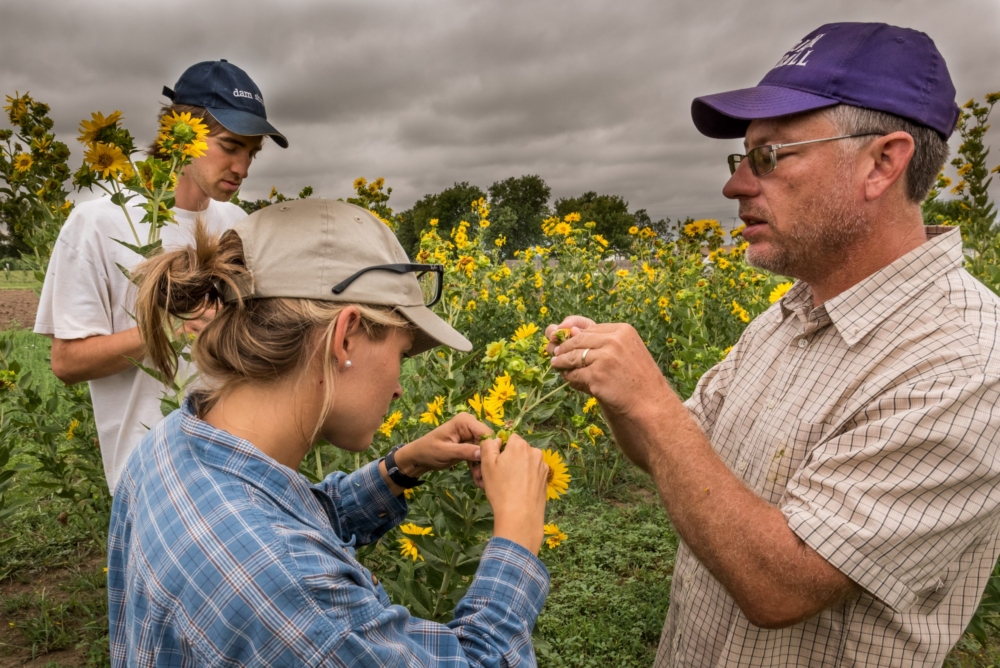 New Joint Post-Doctoral Fellowship in De Novo Domestication Opens at HudsonAlpha