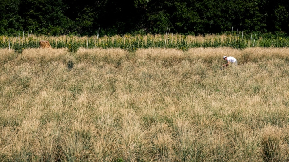 FFAR Funds the Future of Sustainable Perennial Crops