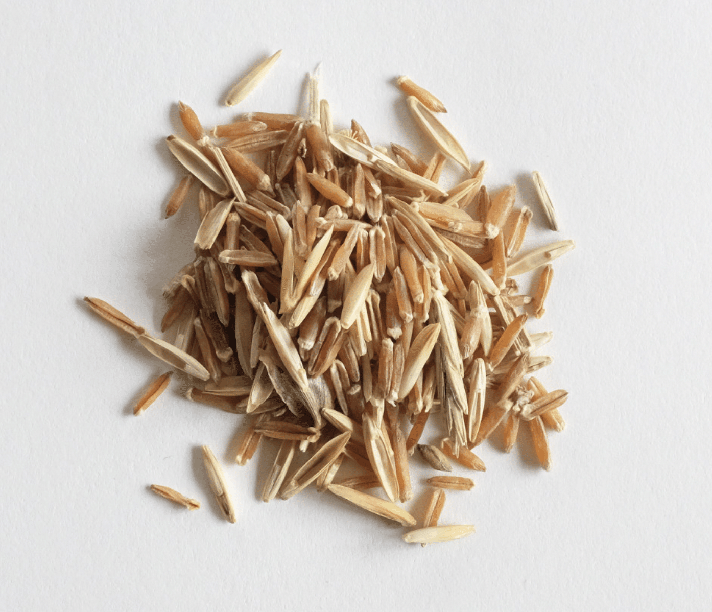 Kernza Grain 2021