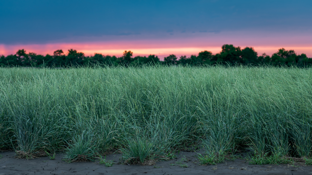 Reduced nitrate leaching in a perennial grain crop compared to maize in the Upper Midwest, USA