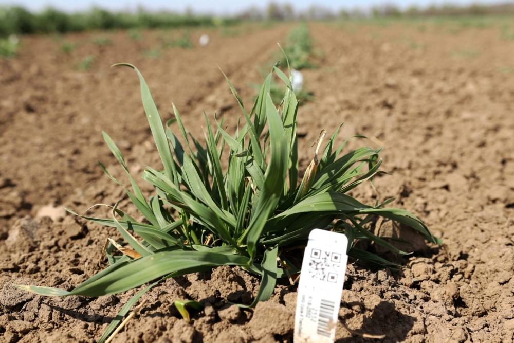 Agronomic assessment of two populations of intermediate wheatgrass-Kernza® (Thinopyrum intermedium) in temperate South America