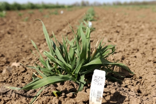 wheatgrass transplant 3