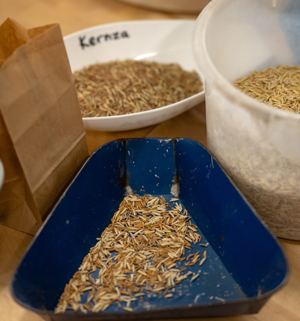 Grain Yield Potential of Intermediate Wheatgrass in Western Canada
