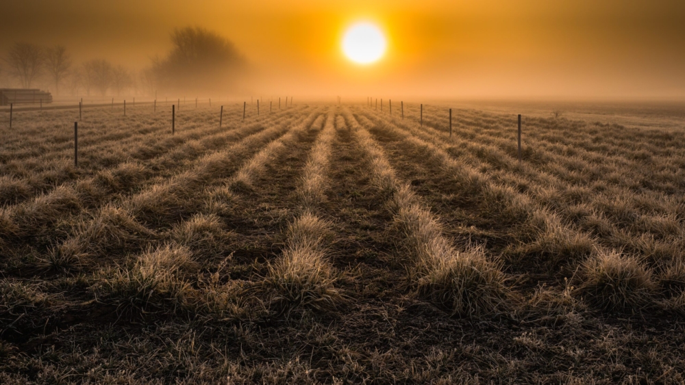 Photosynthetic capacity, canopy size and rooting depth mediate response to heat and water stress of annual and perennial grain crops