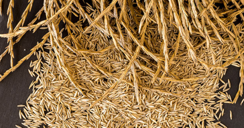 kernza-grain