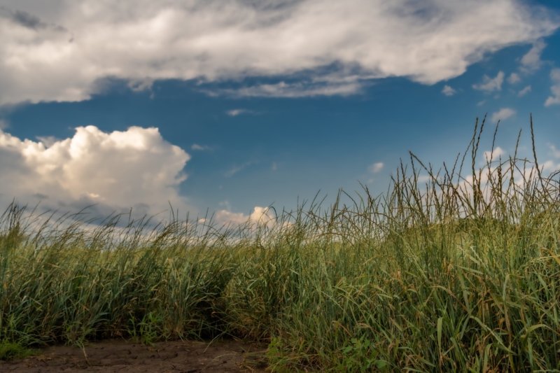 Kernza in Field