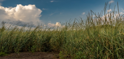 Kernza in Field