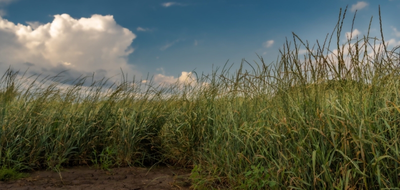 Kernza in Field