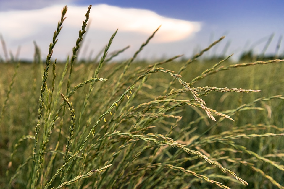A Focus on Grain Crops