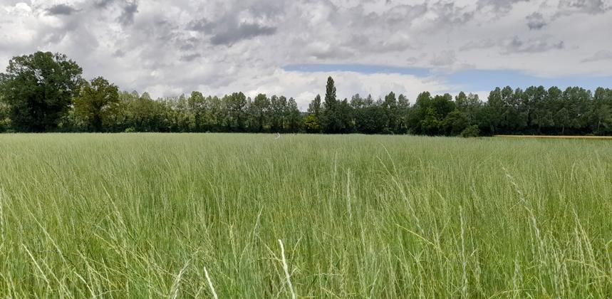 Sustainable Farming Association — Kernza: Grain, Grazing, or Both?