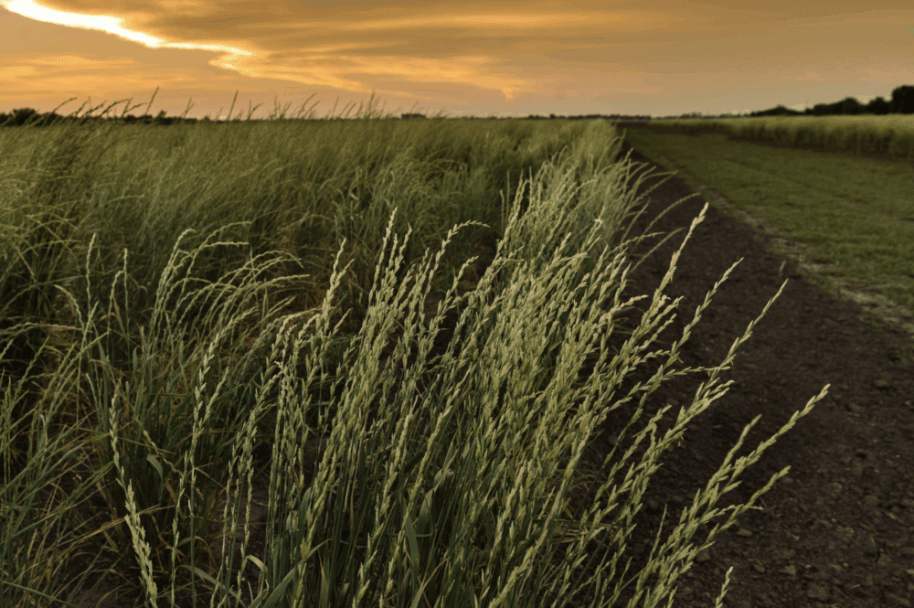 Collaboration to Advance Agrivoltaics through Kernza® Perennial Grain
