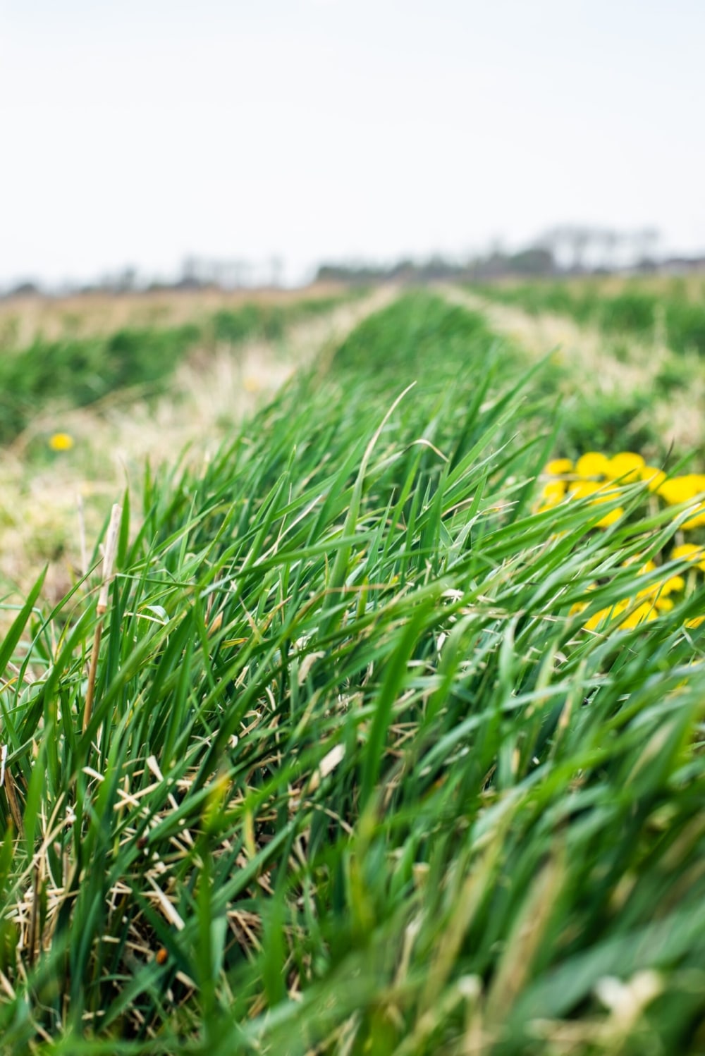 Perennial Grains and Oilseeds: Current Status and Future Prospects