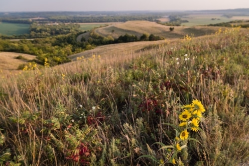 The Konza Prairie has long been a source of inspiration for The Land Institute
