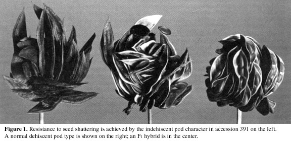 Prospects for Domesticating Illinois Bundleflower