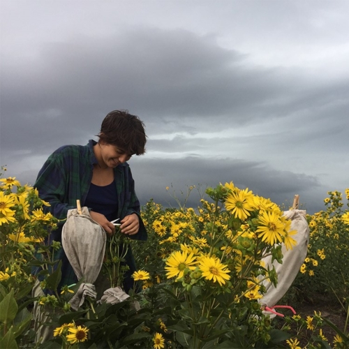 Laila Sticpewich cleans and trims bagged silphium heads