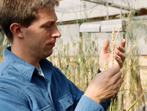 Lee DeHaan with Intermediate Wheatgrass