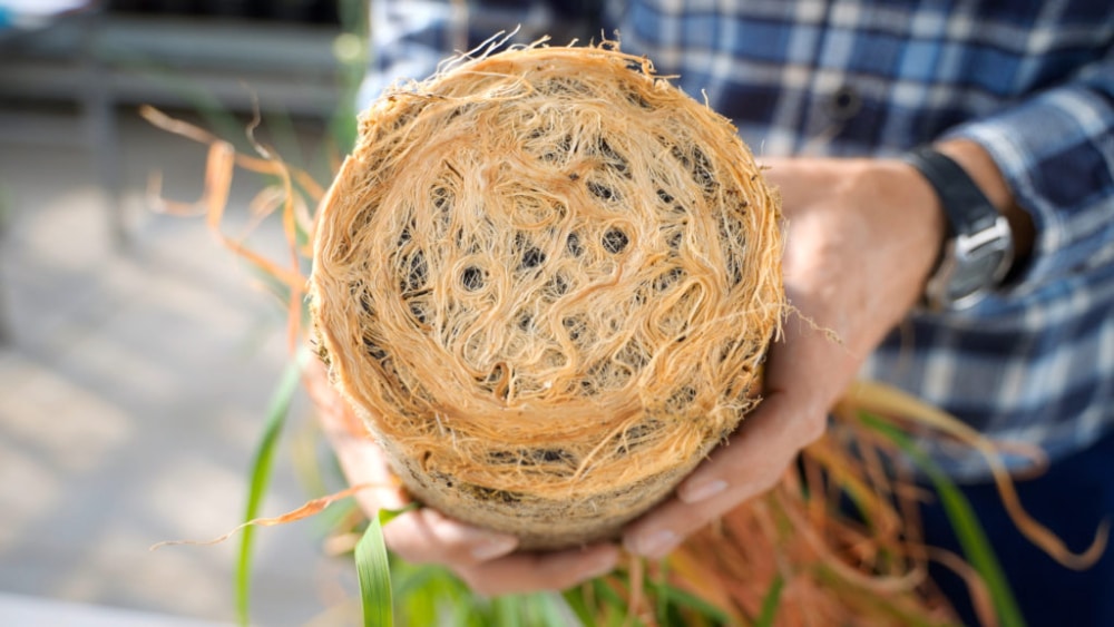Kernza® Perennial Grain – Climate Solution Potential Baked Right In