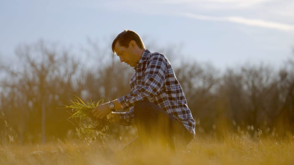 A Pipeline Strategy for Grain Crop Domestication