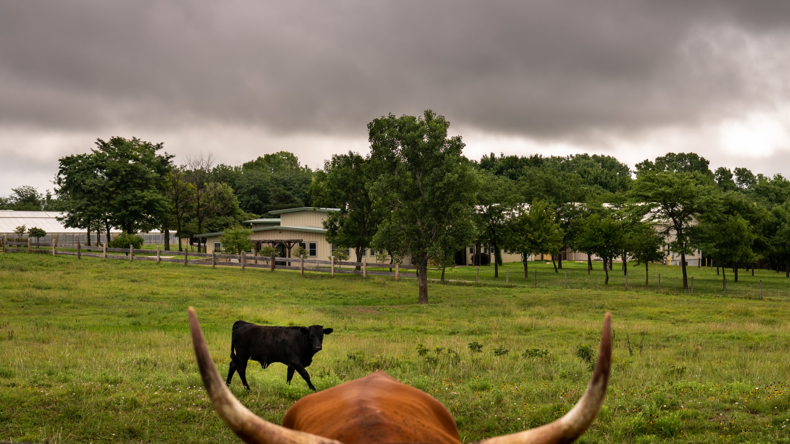 Longhorn cattle graze in a pasture that fronts the Research Building at The Land Institute.