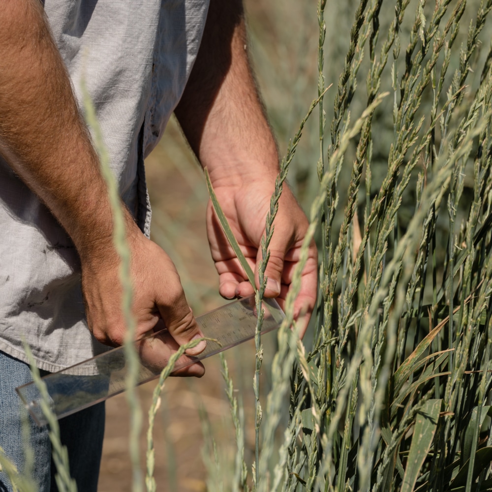 Association between leaf senescence dynamics and age-related yield decline in the perennial grain crop intermediate wheatgrass