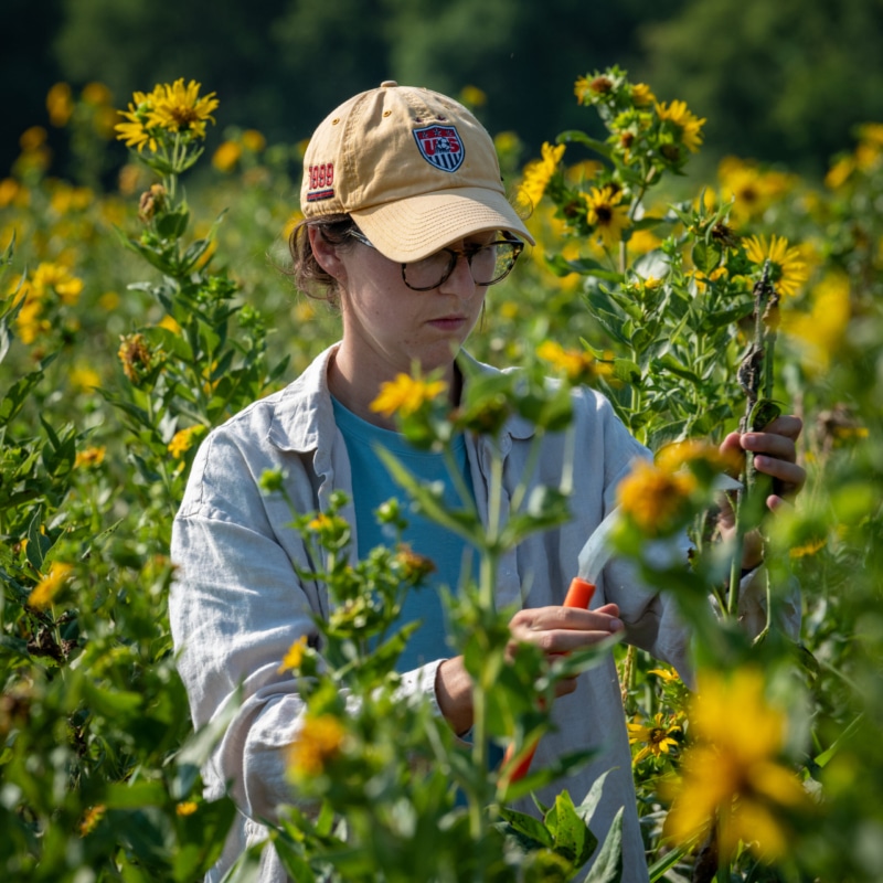 Intern Belle Furman harvests silphium in an intercrop field at The Land Institute.