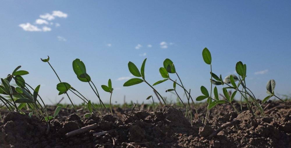2020-2021: A Snapshot of The Land Institute